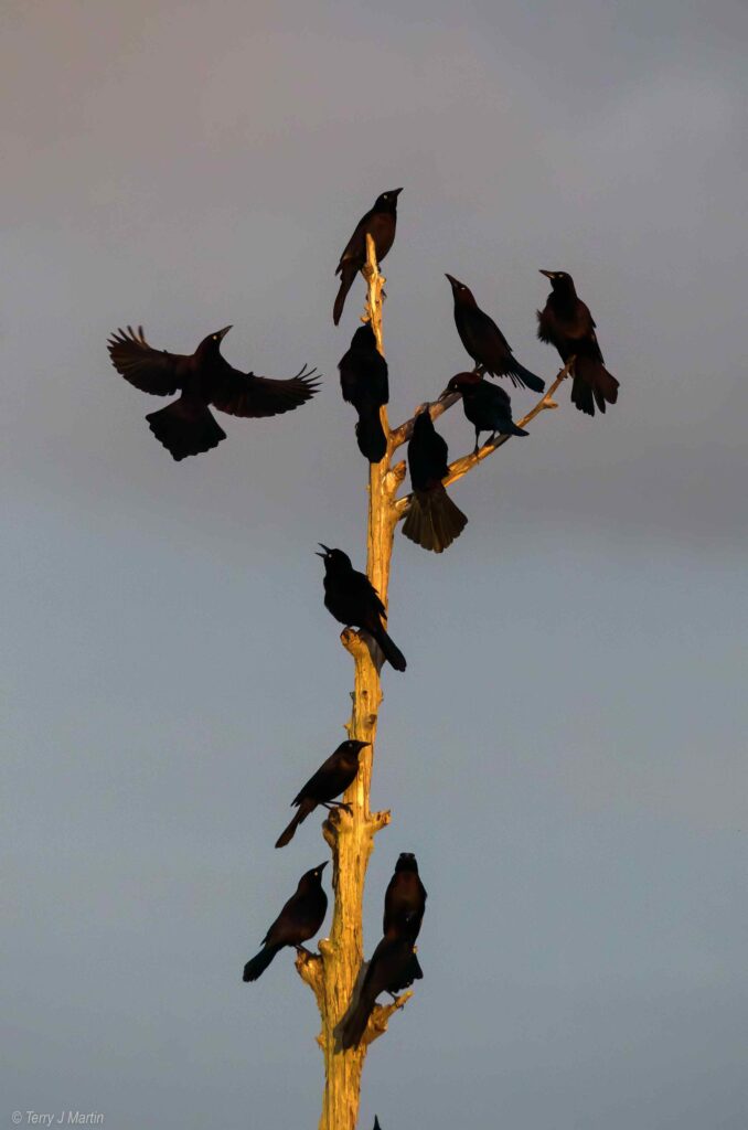 12 Black Bird pereched on a tree with no leaves