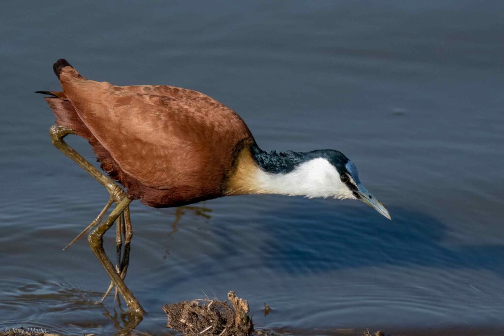 African Jacana in the Water Looking down