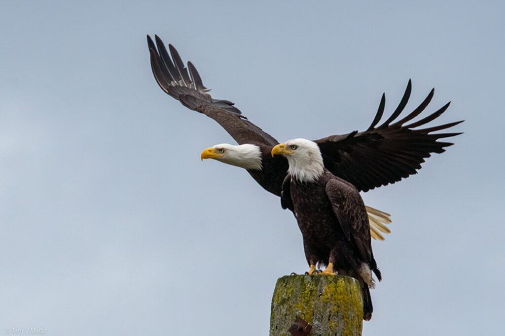 Two Bald Eagles on a Post with one having its wings spread out