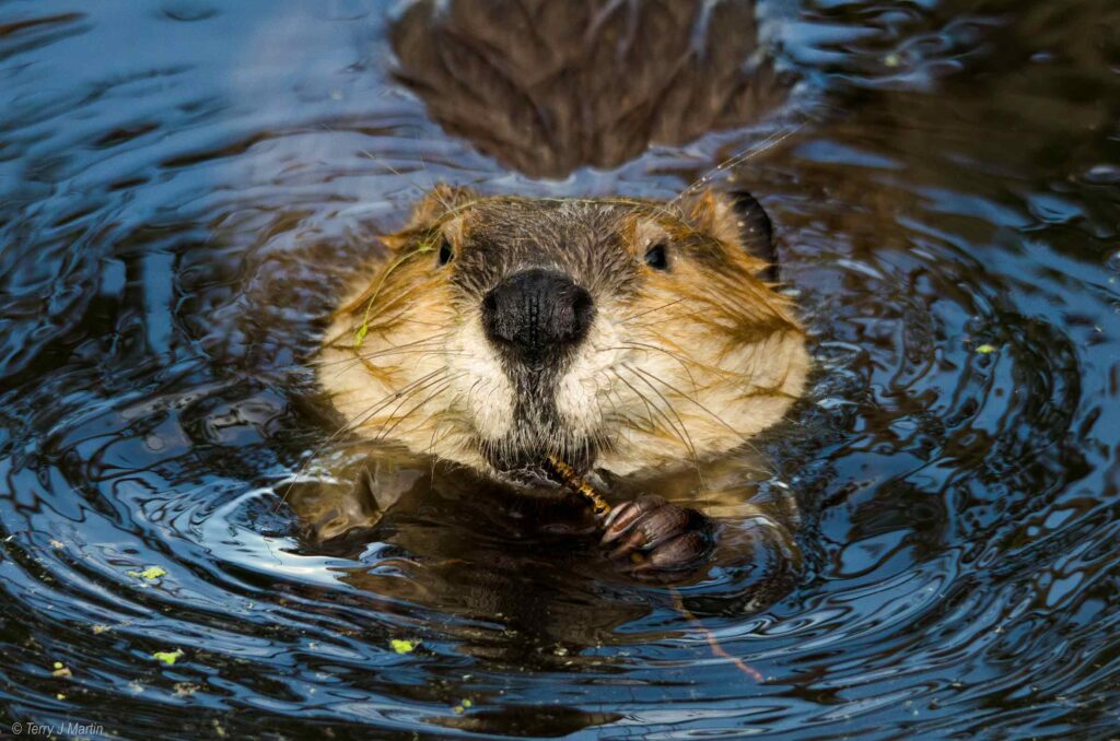 Beaver with a Toothpick