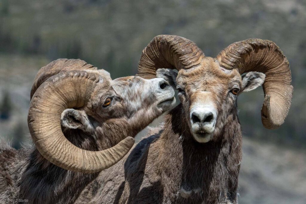 2 Bighorns that are kissing