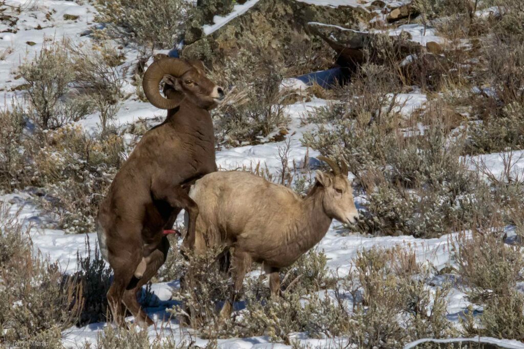 Two Bighorns Mating