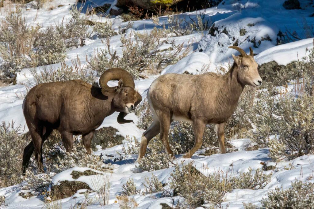 Bighorn Sheep Mating Ritual