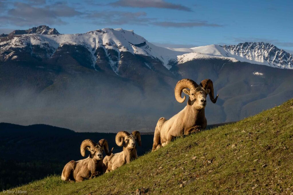 Three Bighorn Sheep laying down in a line