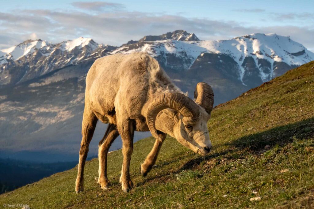 Bighorn Sheep sniffing the ground