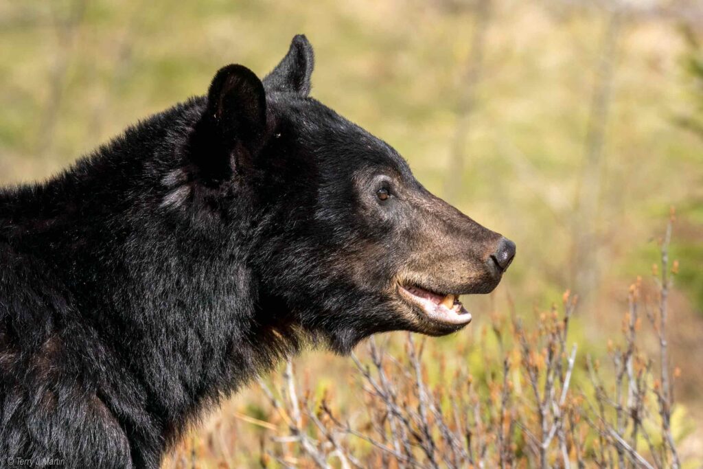 A Black Bear's Side Profile