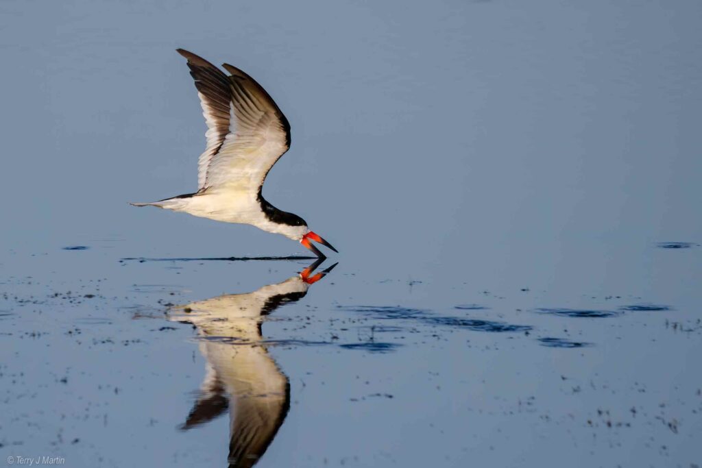 Black Skimmer skimming the water where its reflection can be seen