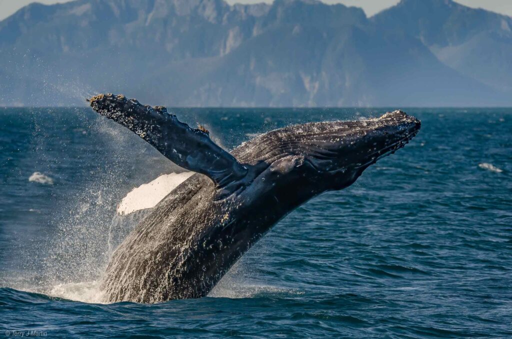 A Humpback Whale Breaching out of the water
