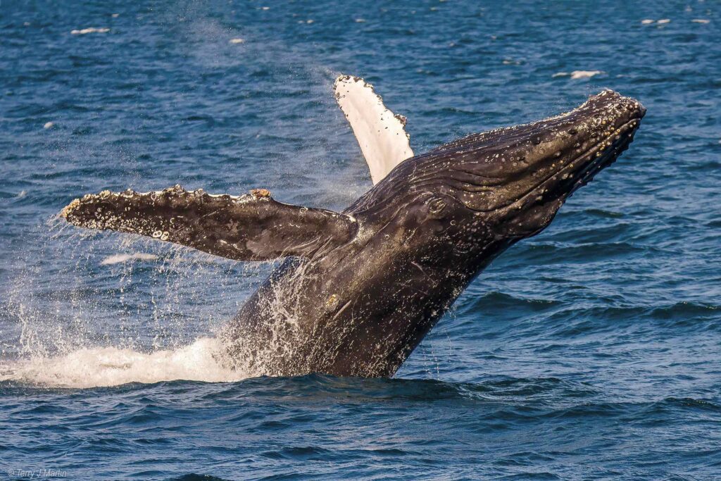 A Humpback Whale Breaching Out of the Water