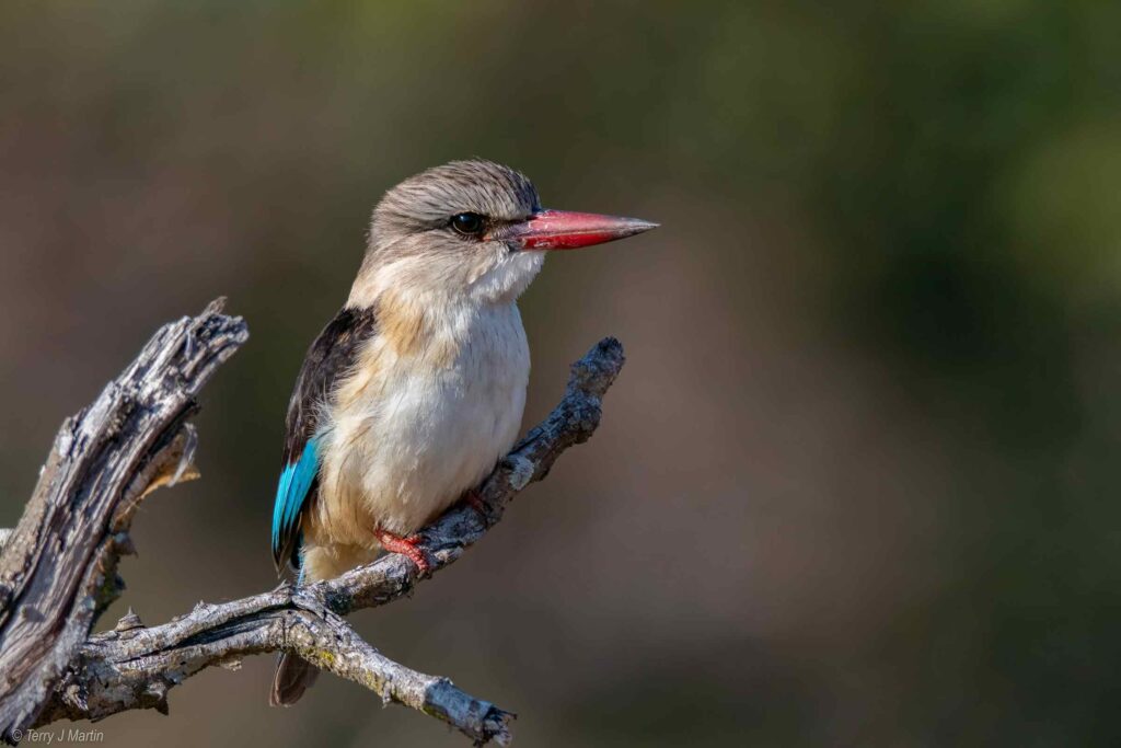 A single Brown Hooded Kingfisher perched on a branch
