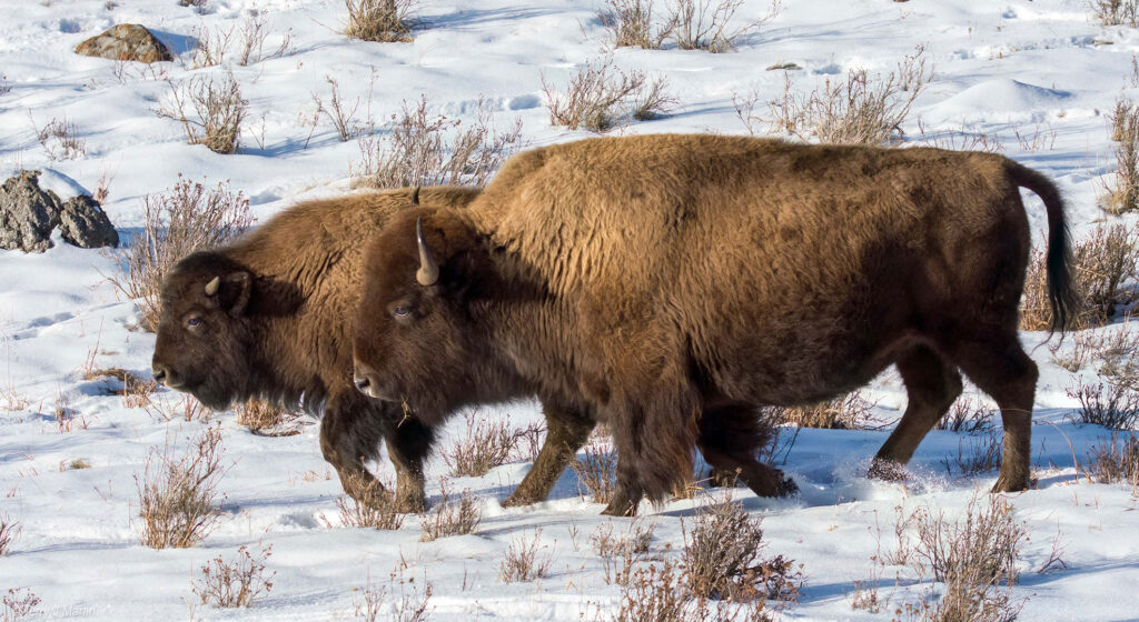 Buffalo Cow and Calf walking in the snow