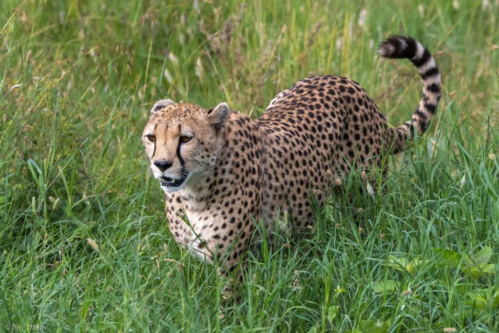 Cheetah in the Tall Grass