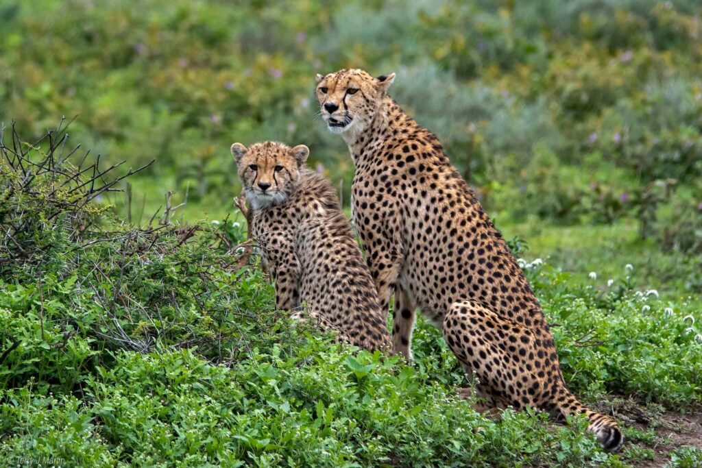 Cheetah Mating Pair