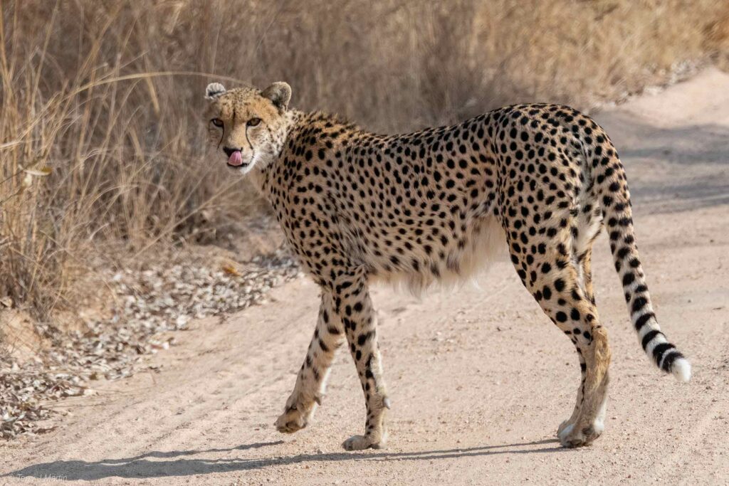 A Cheetah with is tongue out
