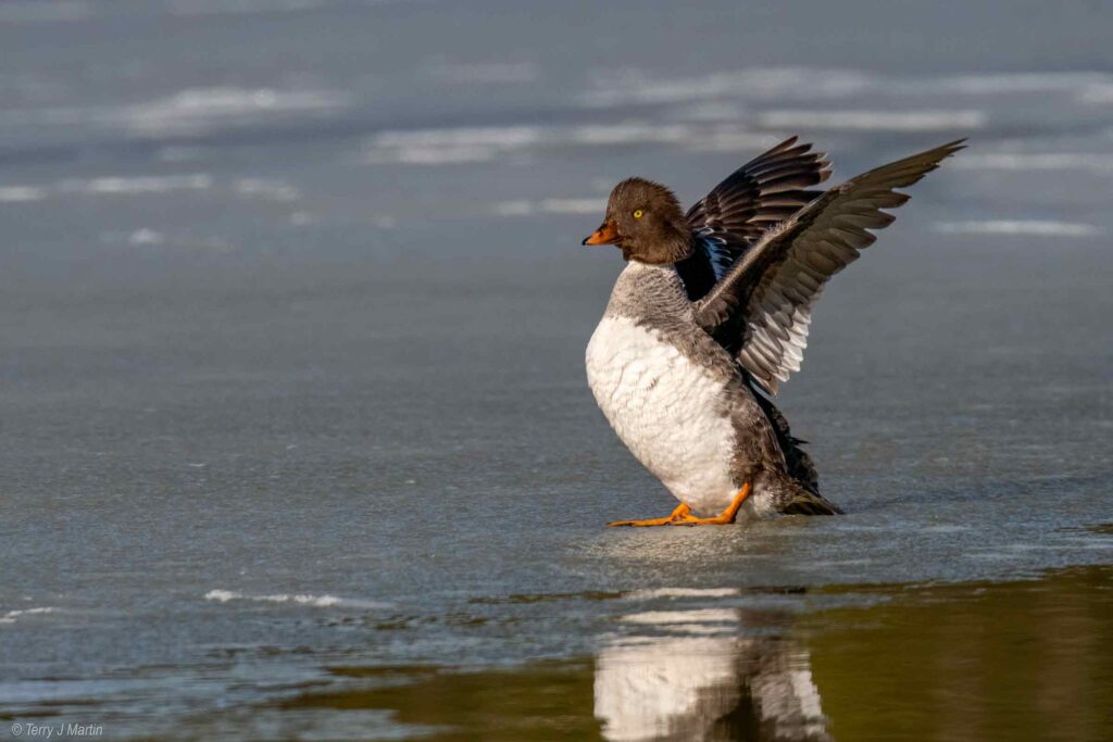 Common Goldeneye, Female on the beach with its wings spread out