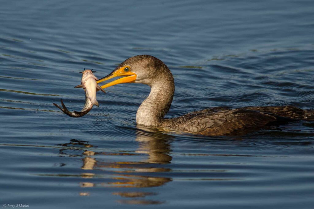 Cormorant with a fish in its beak