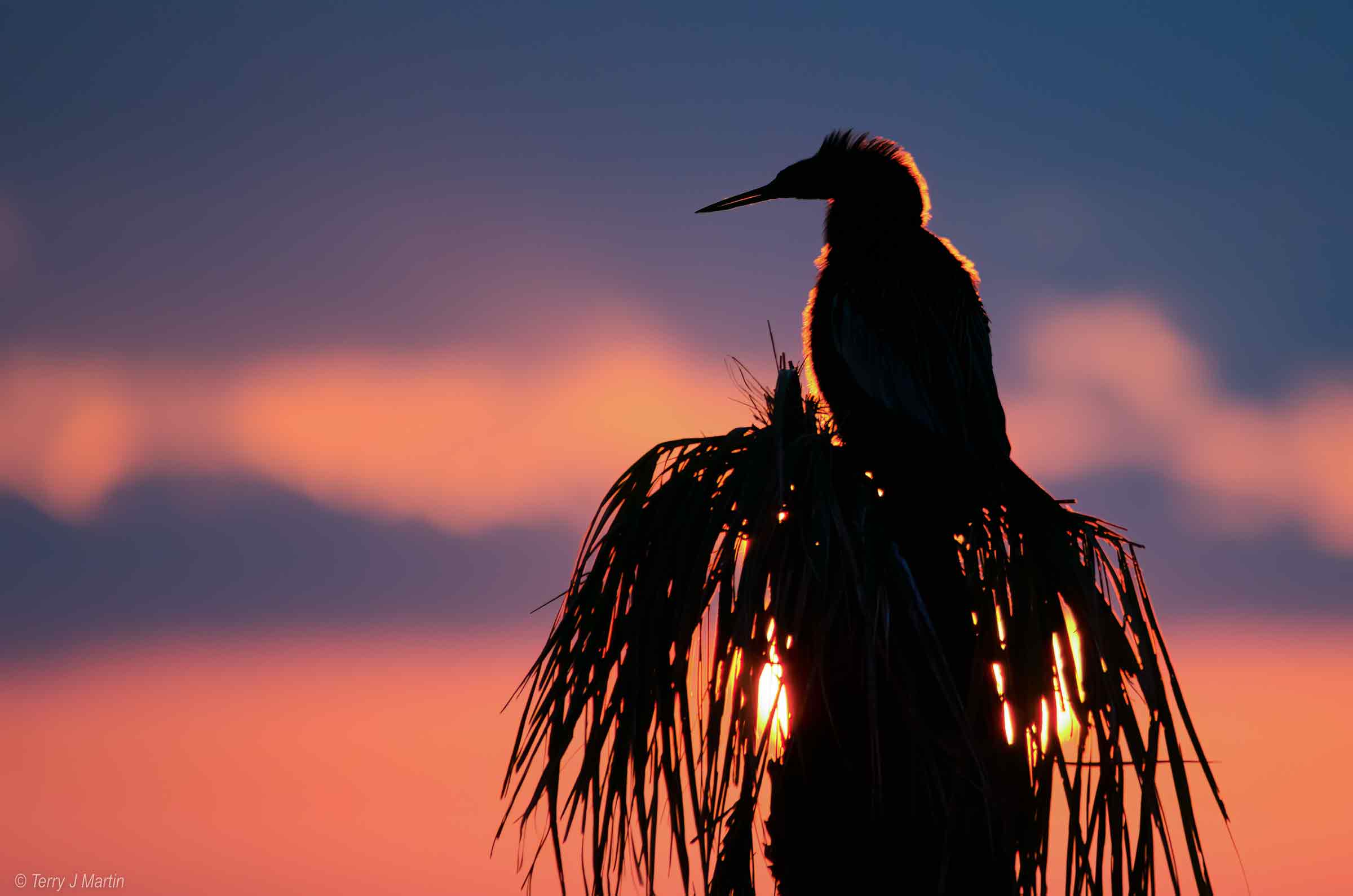 Cormorant silhouette peched during sunset