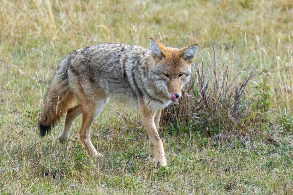 Coyote licking its lips