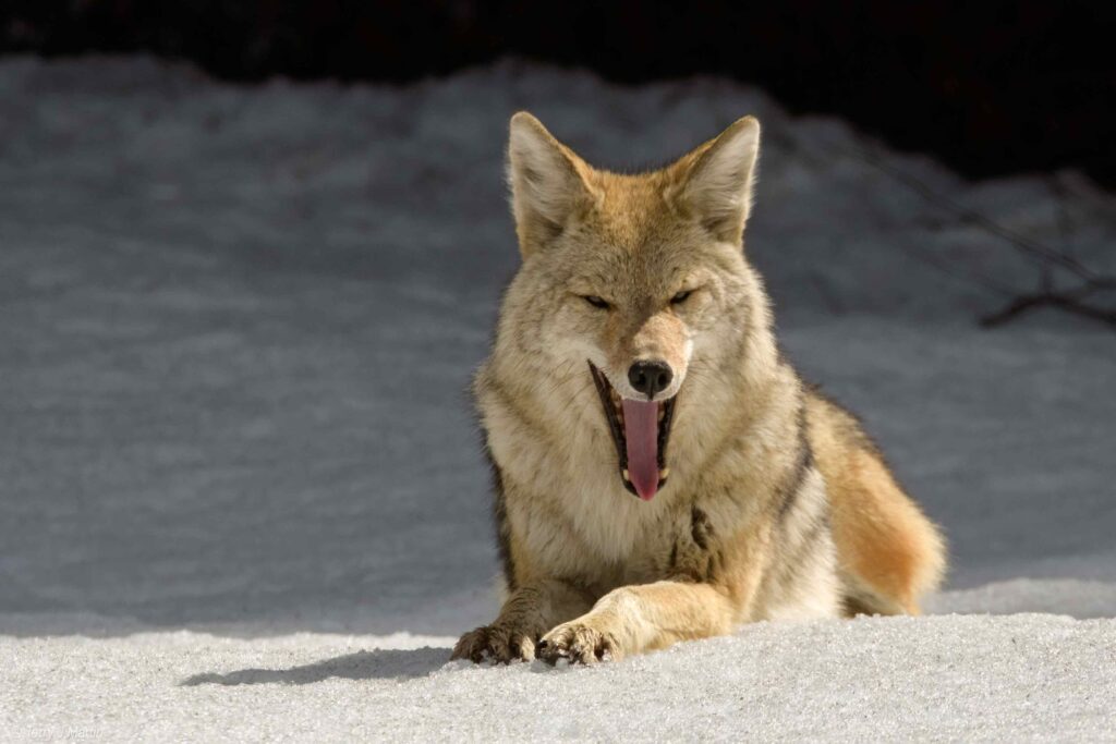 Coyote yawning