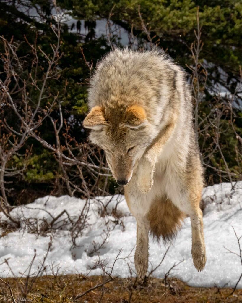 Coyote Jumping in the snow