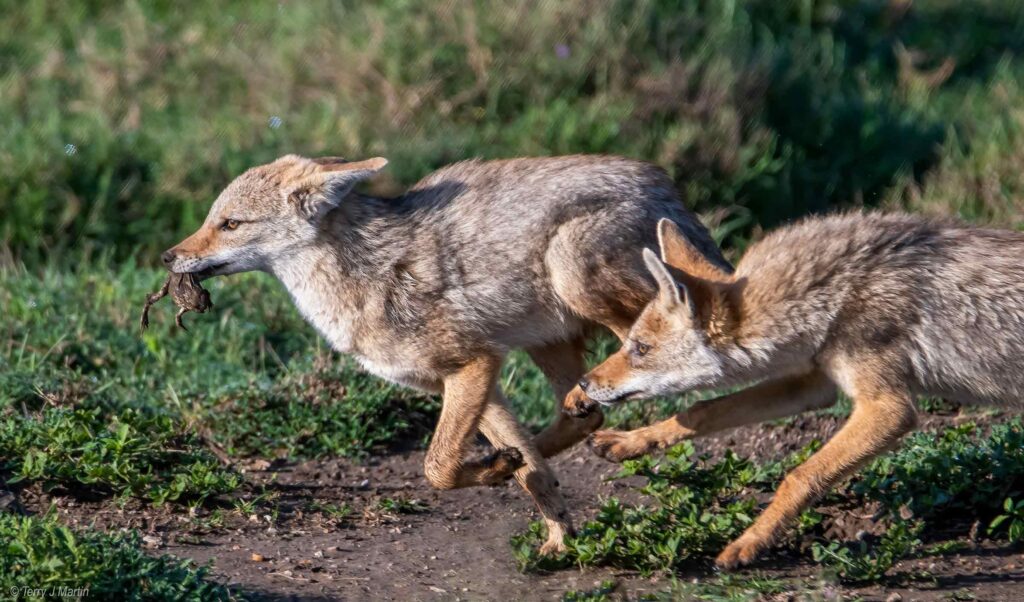 Coyotes of the Serengeti with onw of them with a frog in its mouth