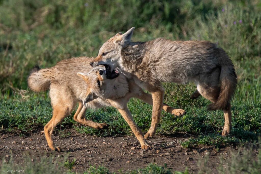 Two Coyotes fighting