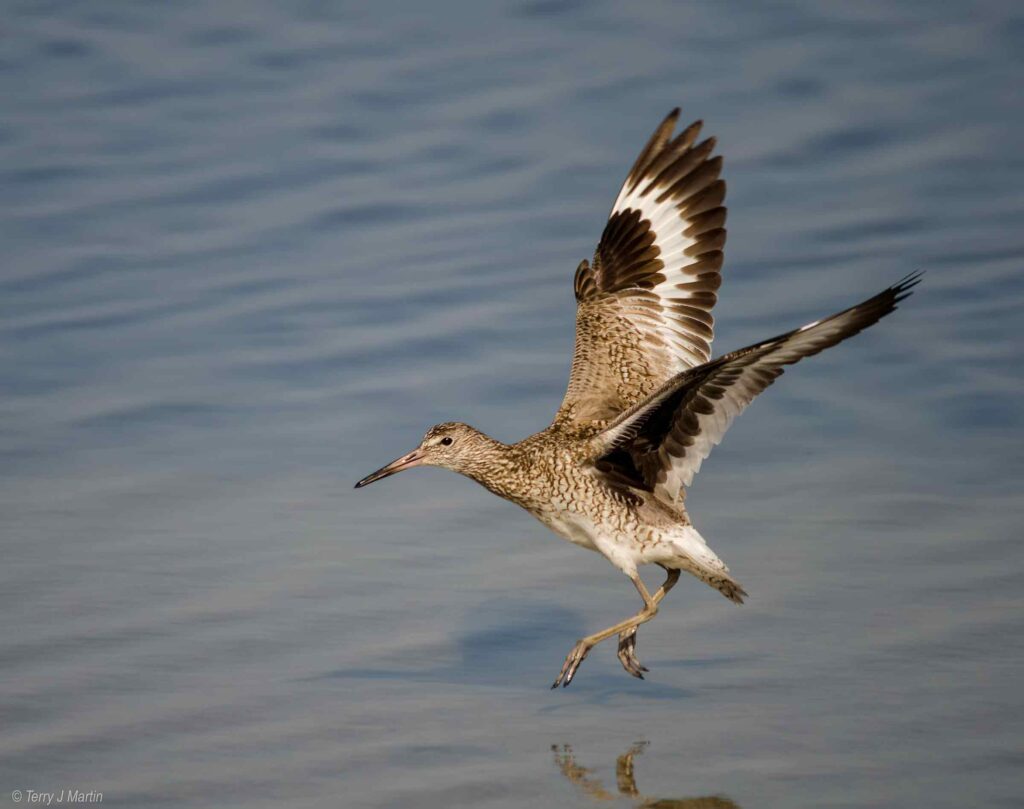 Willet with its wings out above water