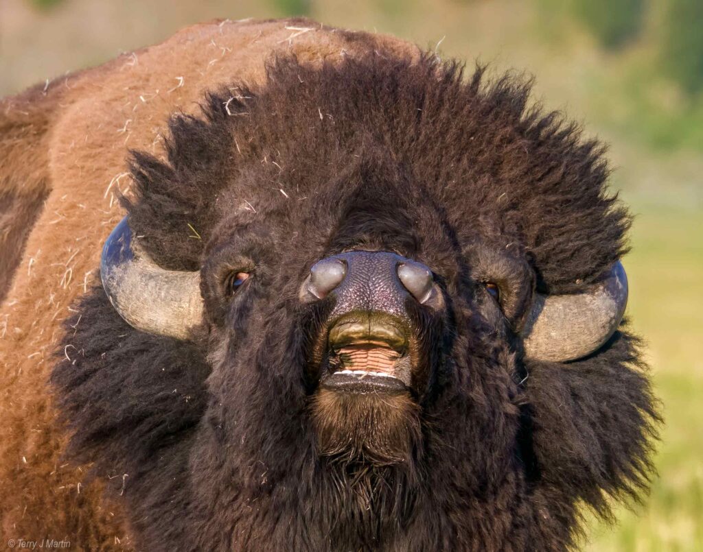 Bison with its mouth open