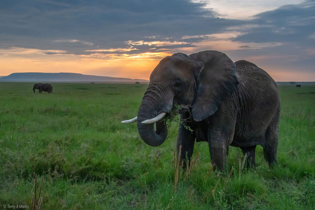 Elephant on the Serengeti eating