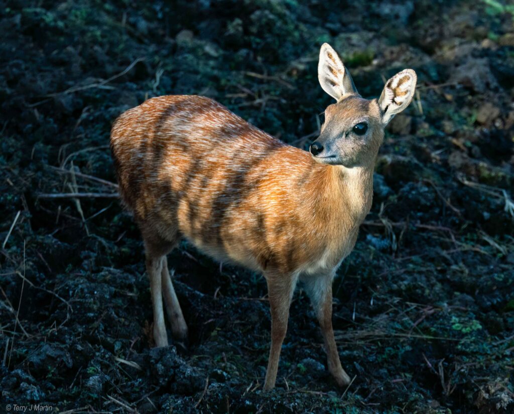 Female Dik Dik Deer