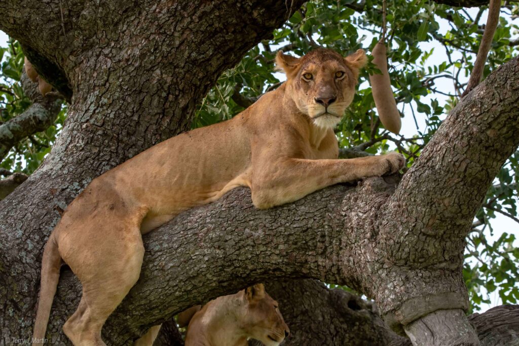 Female Lion in a tree