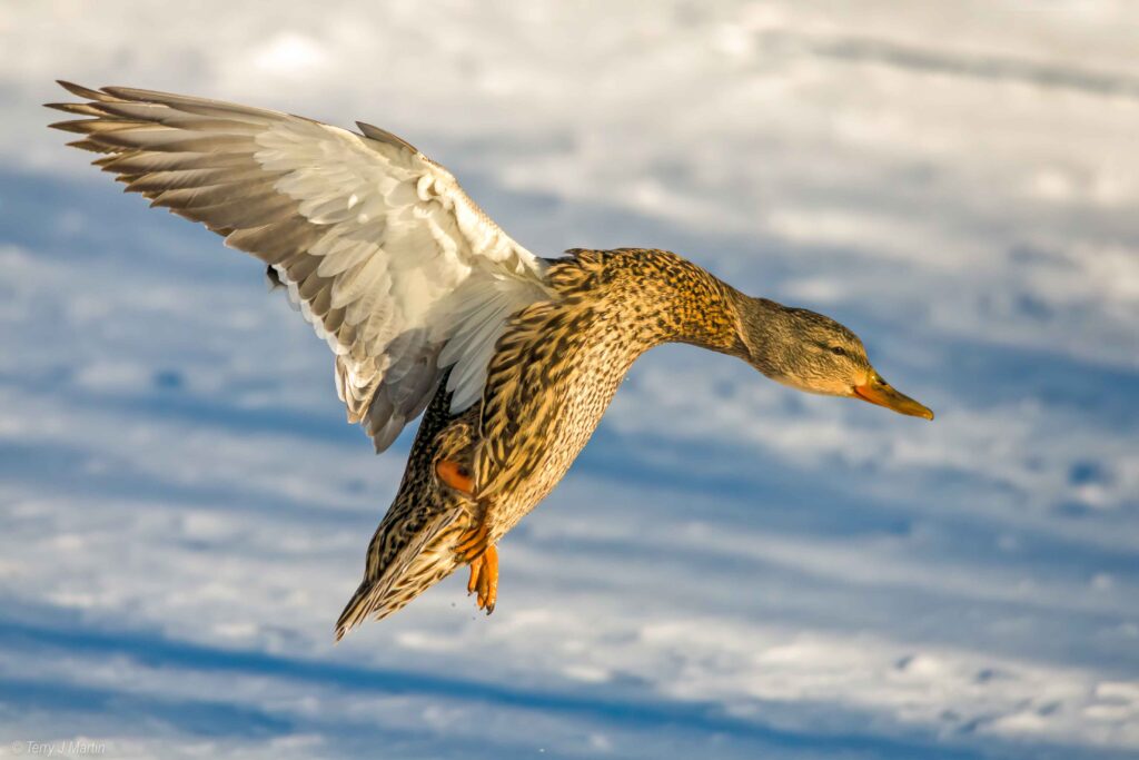 Female Mallard in Flight in a snowing area