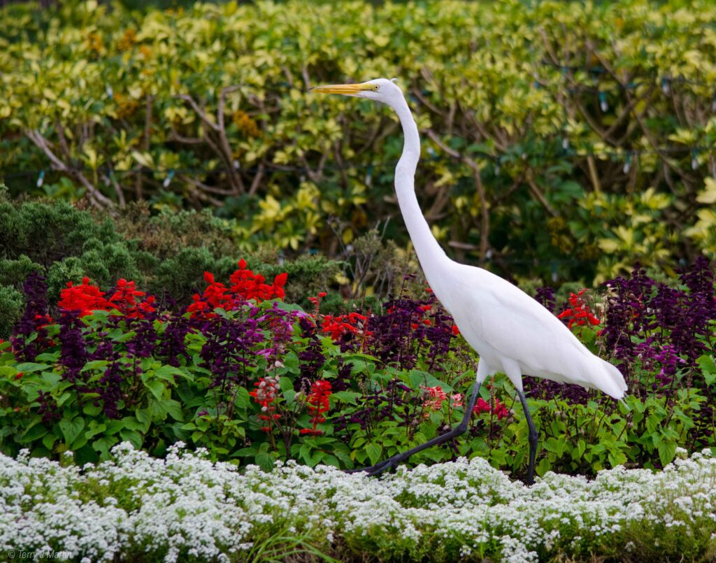 A white bird in a garden