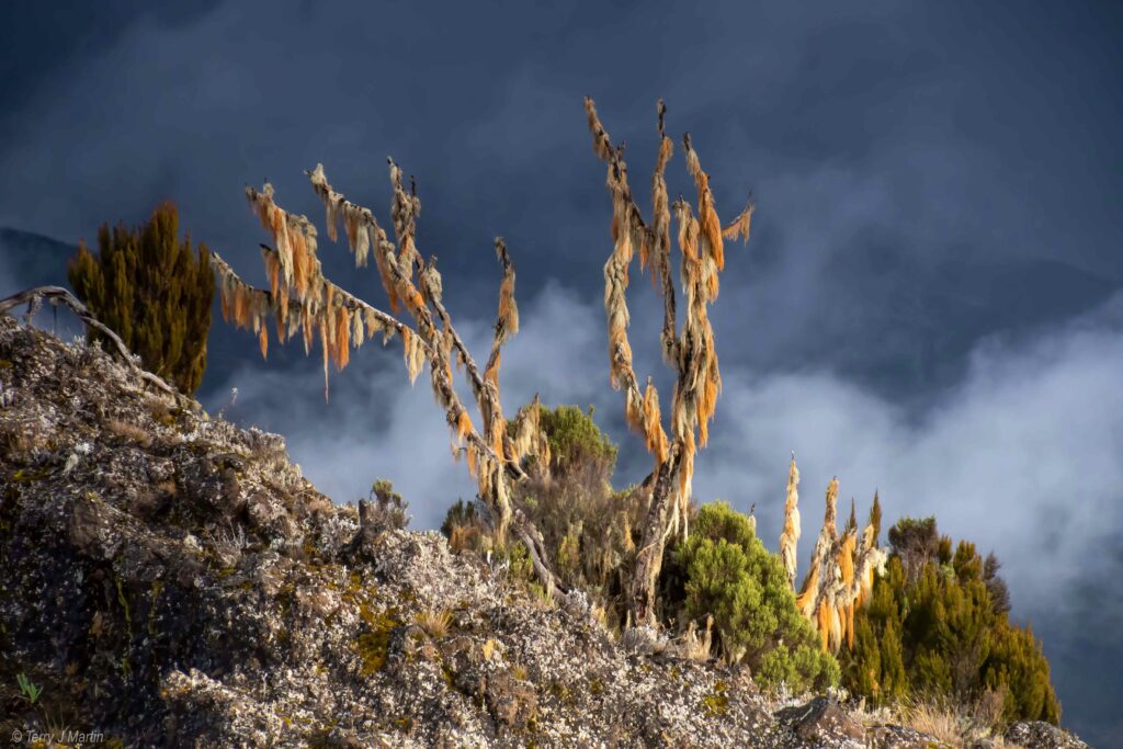 Grandfather's Beard on Kilimanjaro