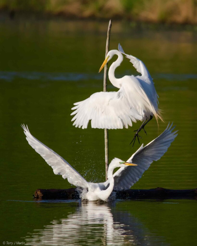 Great Egret Skirmish in the water