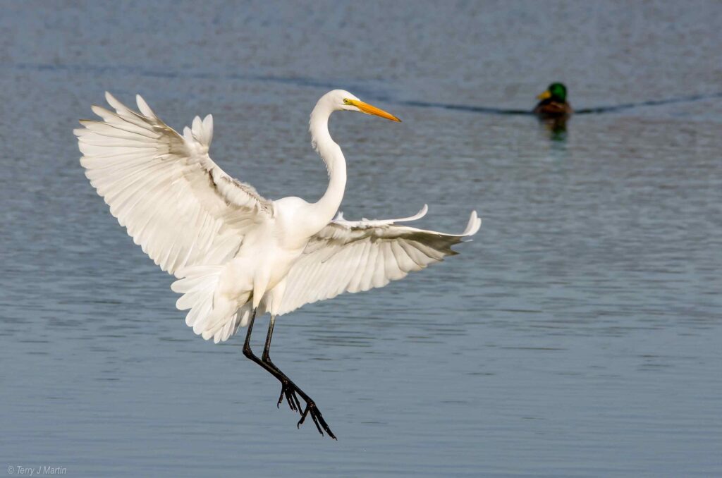 Great Egret in Flight above water