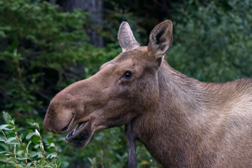 Side profile of a Moose Grinning