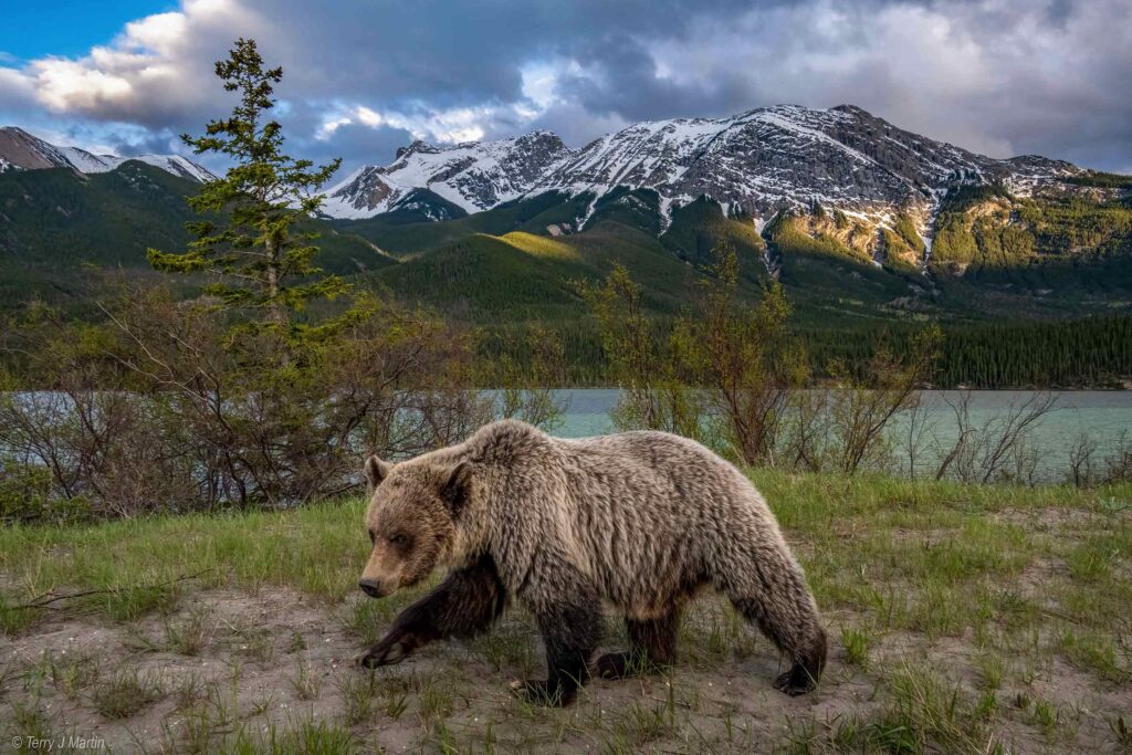 A Grizzly Bear in the front of Emir Mountain