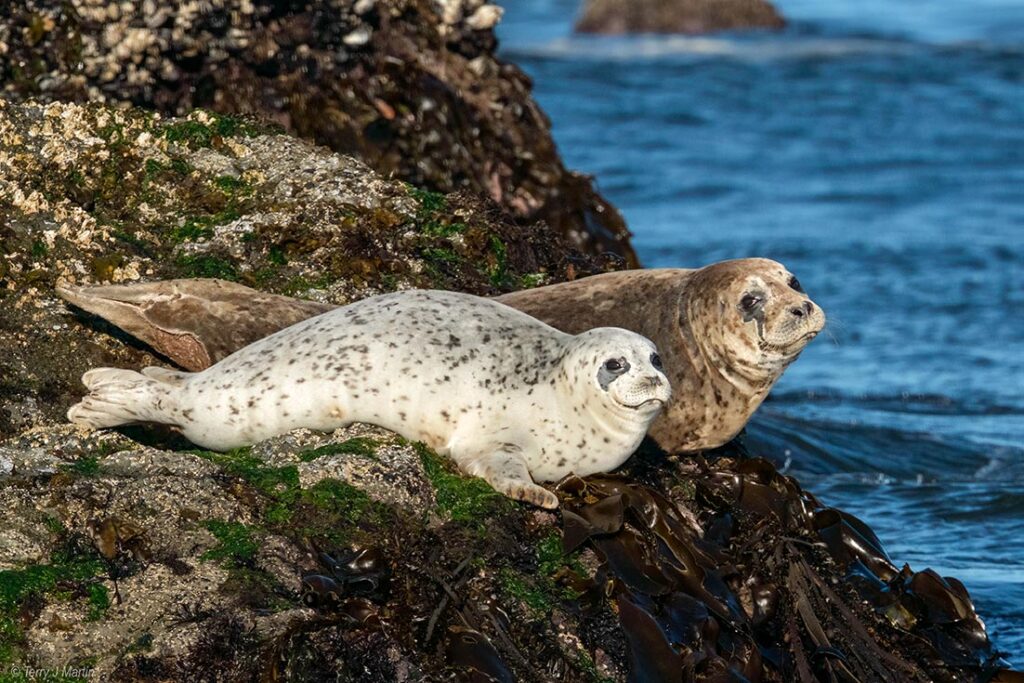 Two Harbor Seals