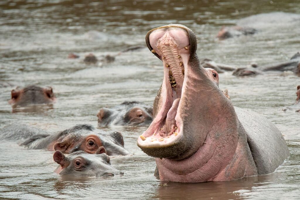 Hippo Yawn in the water with many other Hippos
