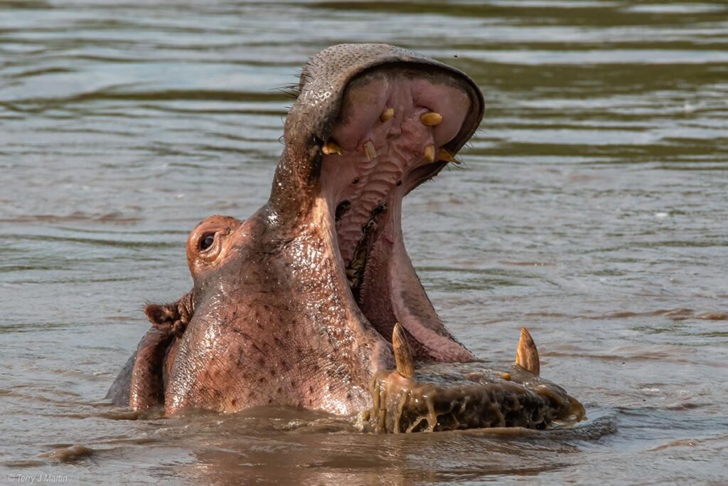 Hippo Yawn in the water