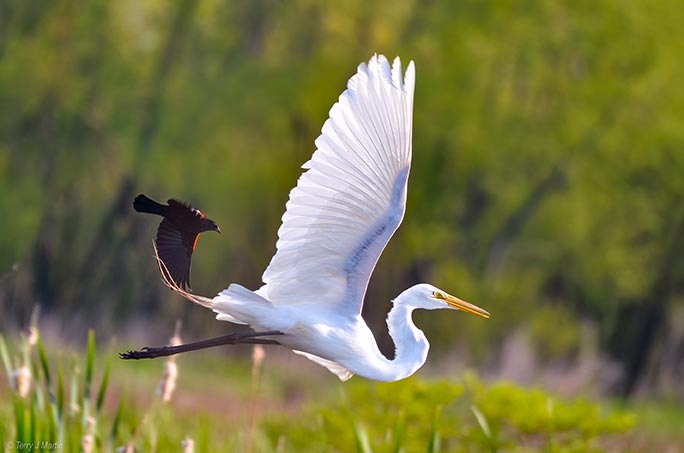 White Bird in Flight