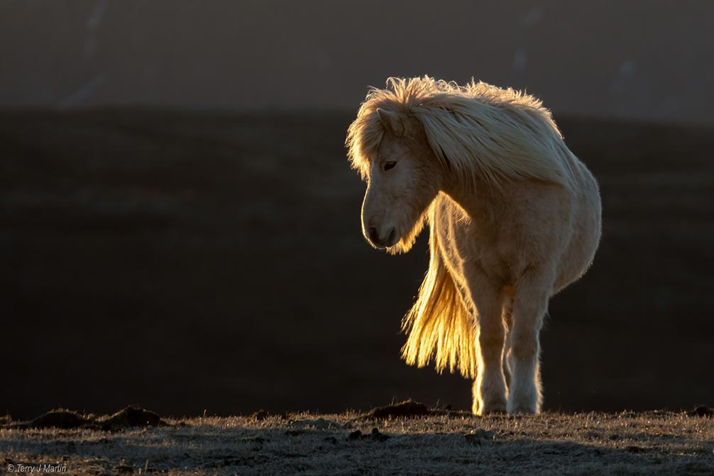 Icelandic Horse Backlit