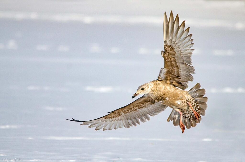 Juvenile Gull in flight
