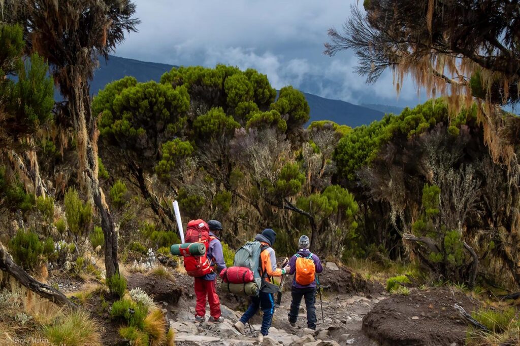 Hiking on Kilimanjaro