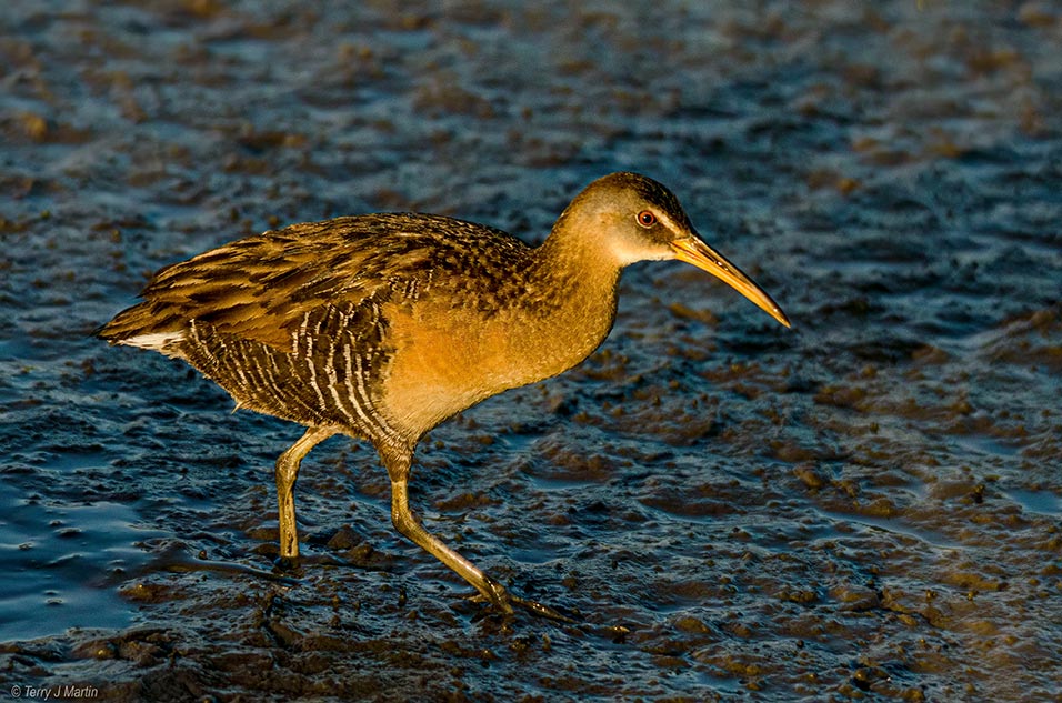 King Rail in the water