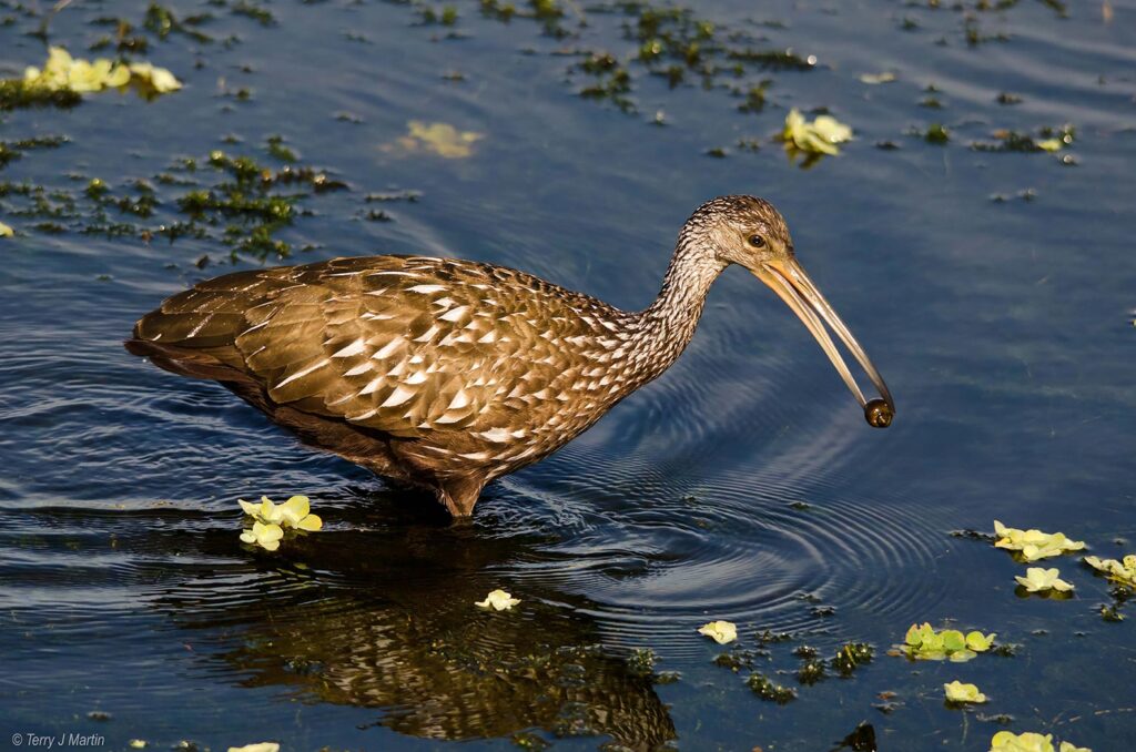 Limpkin eating in out of the water