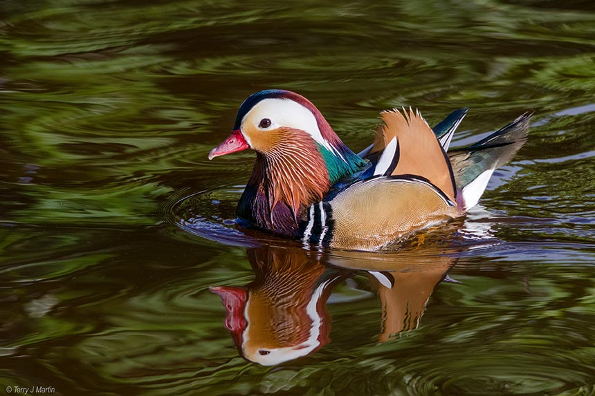 Mandarin Duck Swimming in the water
