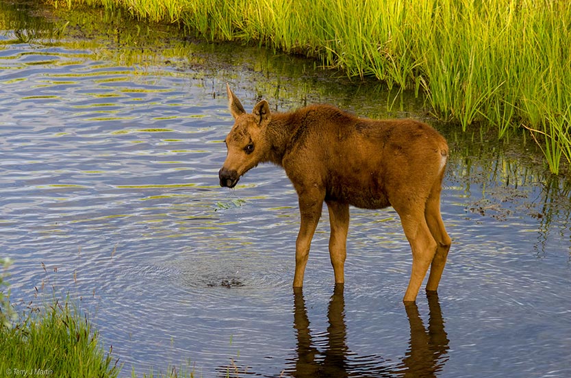 Moose Calf in Water