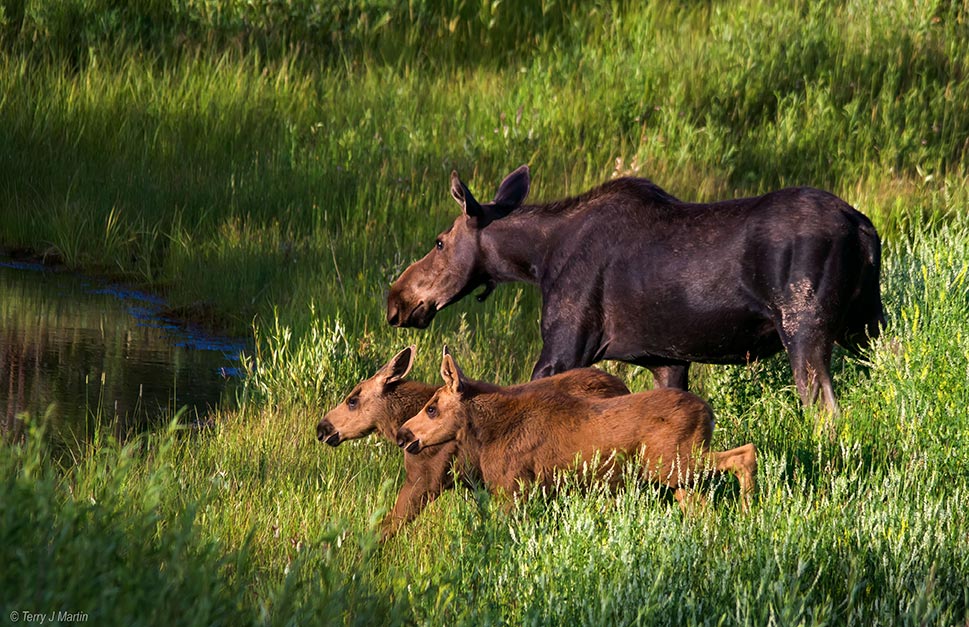 Moose Family of 3